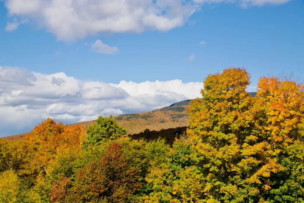 Autumn Mountain Canopy