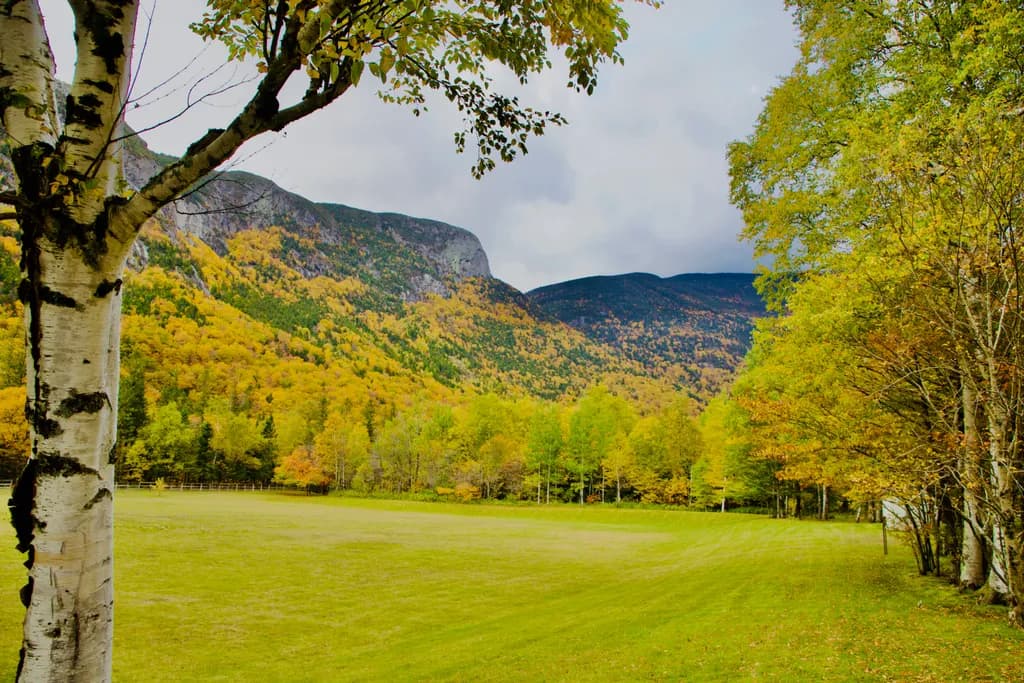 Autumn Mountain Meadow