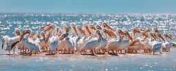 Pelican Shore Gathering