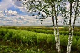 Birch Meadow Horizon