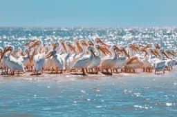 Pelican Coast Gathering