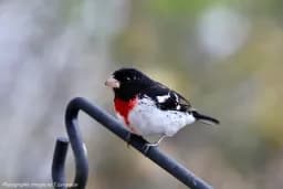 Rose-Breasted Grosbeak Perch
