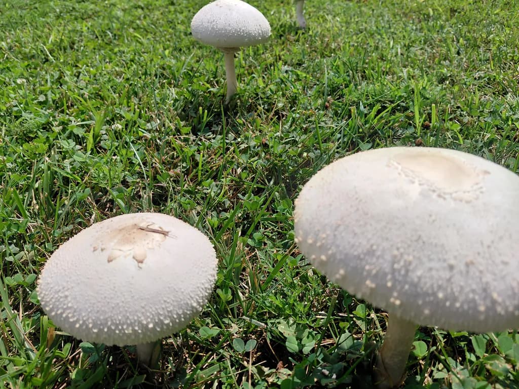 Three Meadow Mushrooms