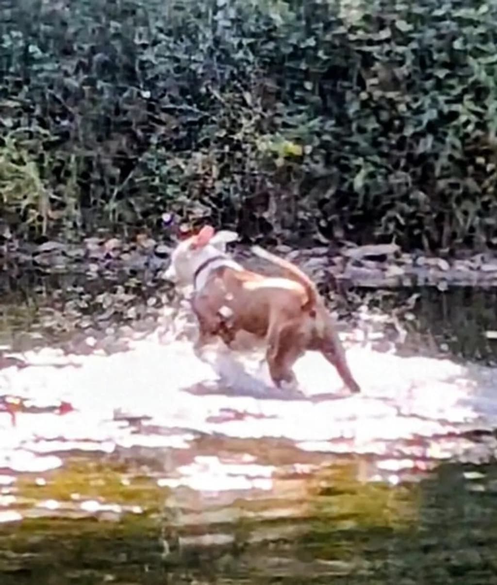 Dog in the Forest