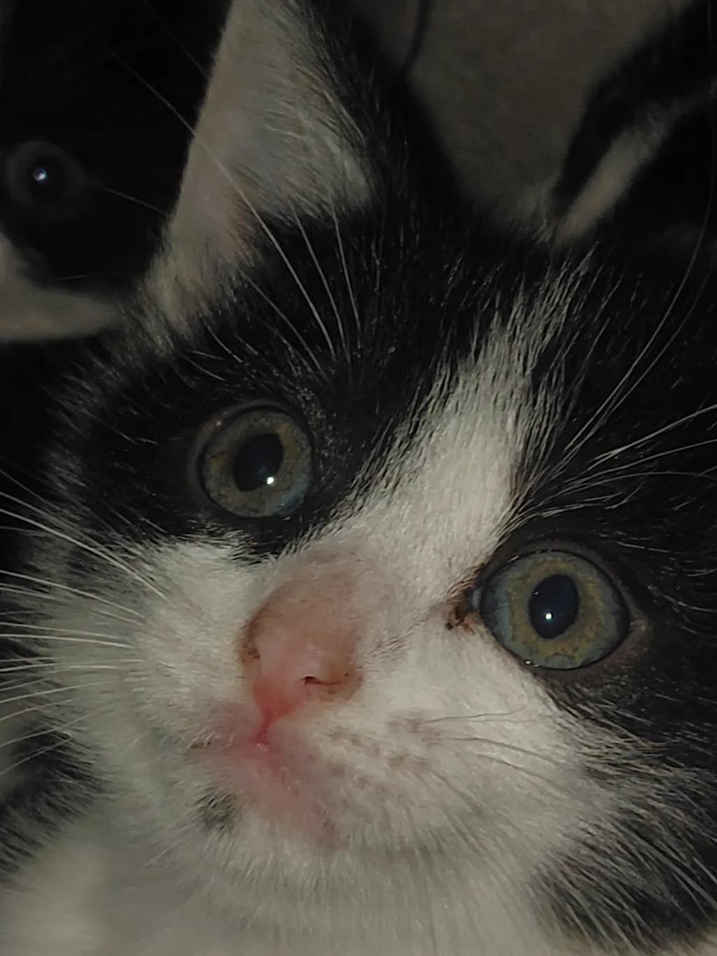 Green-Eyed Cat Portrait