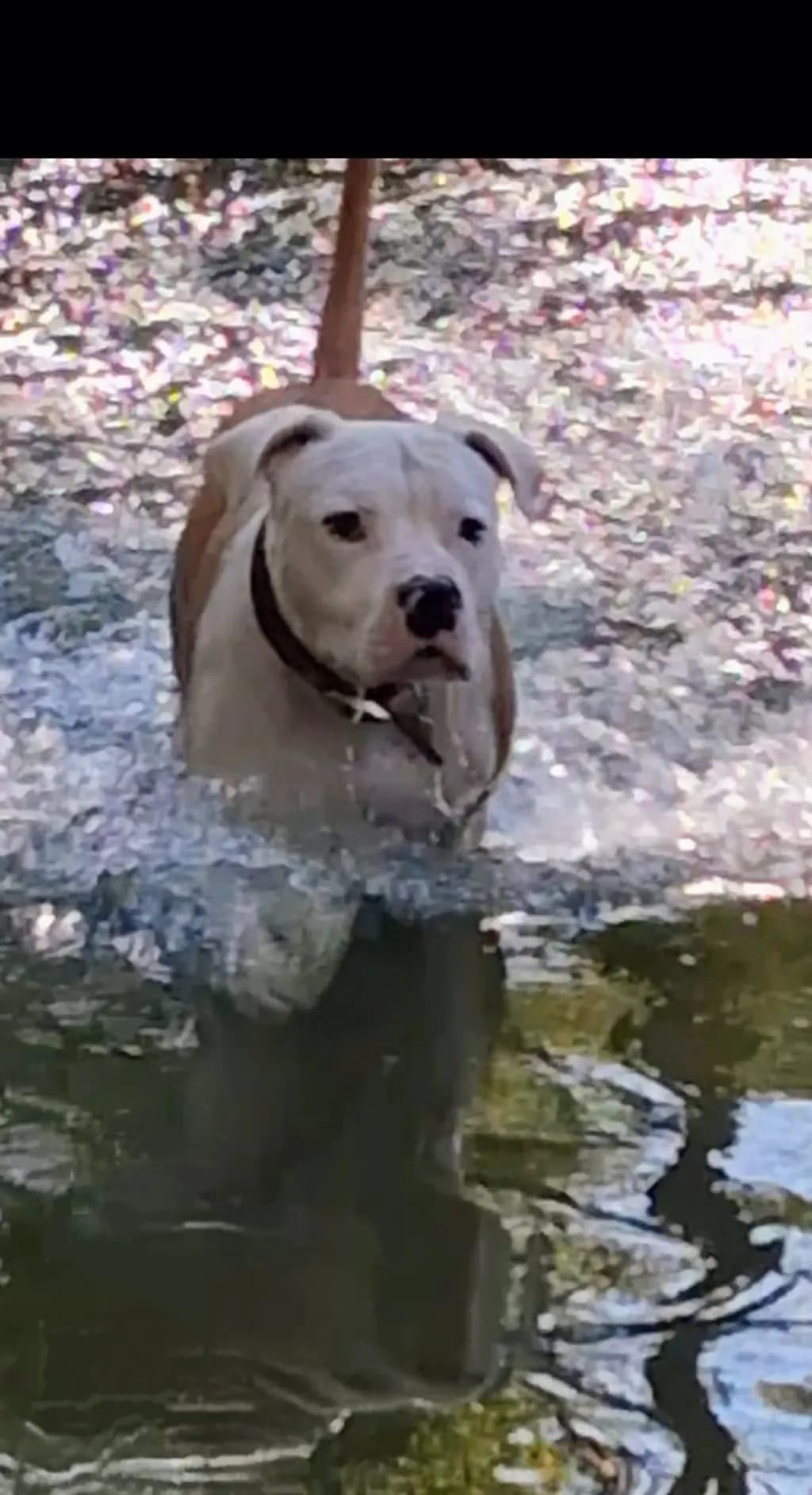 Dog in Reflection