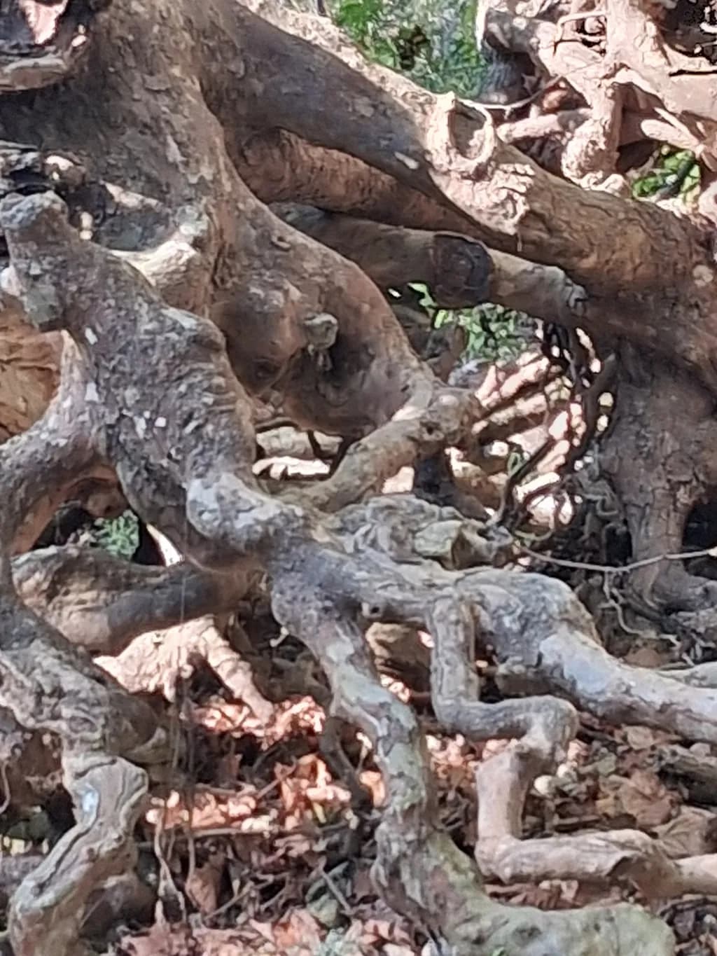 Tangled Woodland Roots