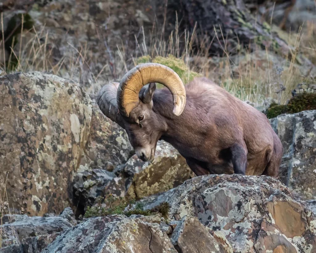 Rocky Mountain Bighorn: Big Daddy