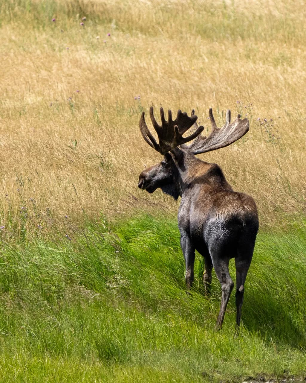 Moose in Meadow