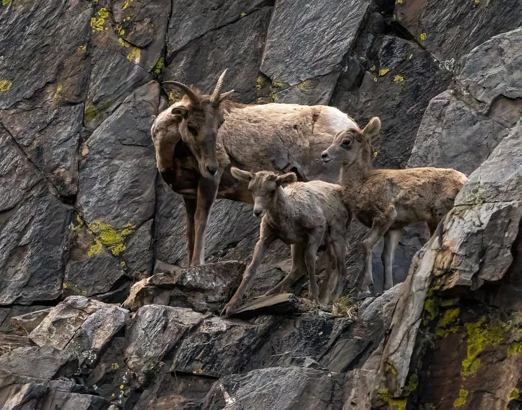 Bighorn Sheep Family on Rocky Cliffs