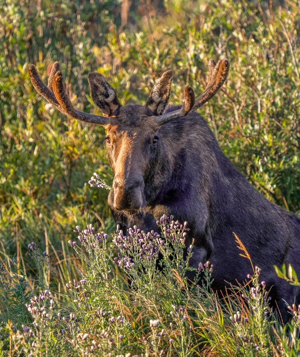 Moose Among Forest Flowers