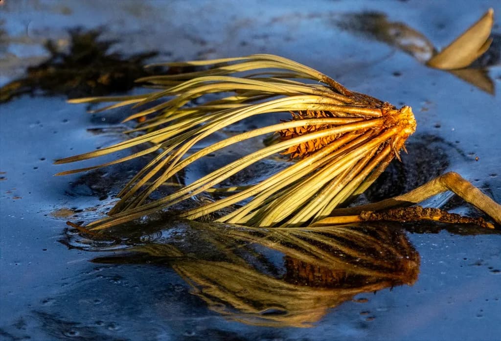 Pine Cone Caged in Ice