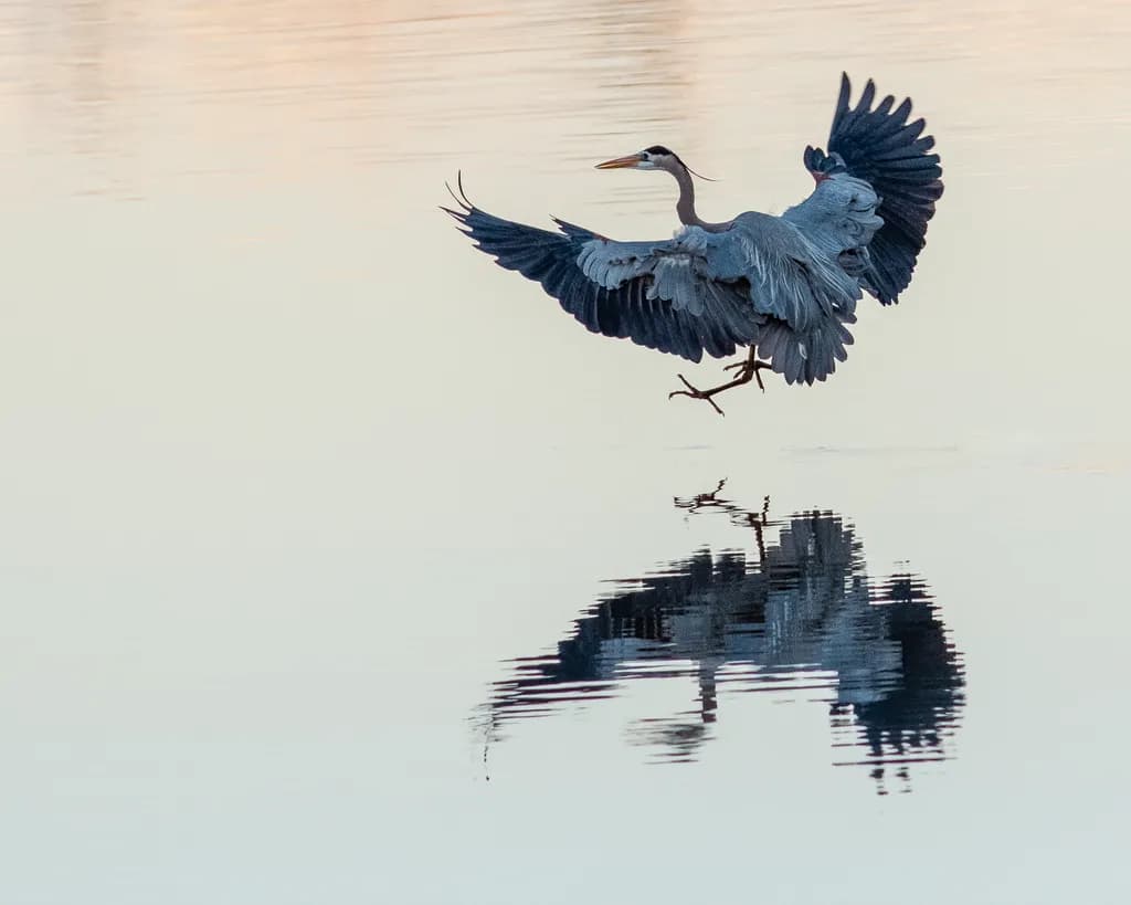 Heron in Flight