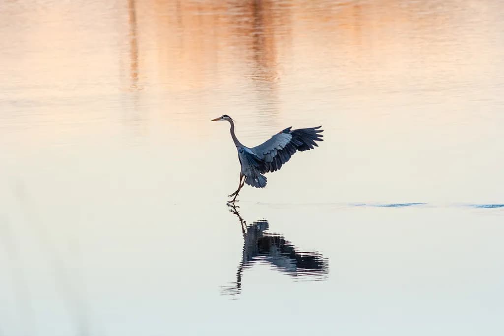Great Blue Heron Gliding in for a Quiet Landing