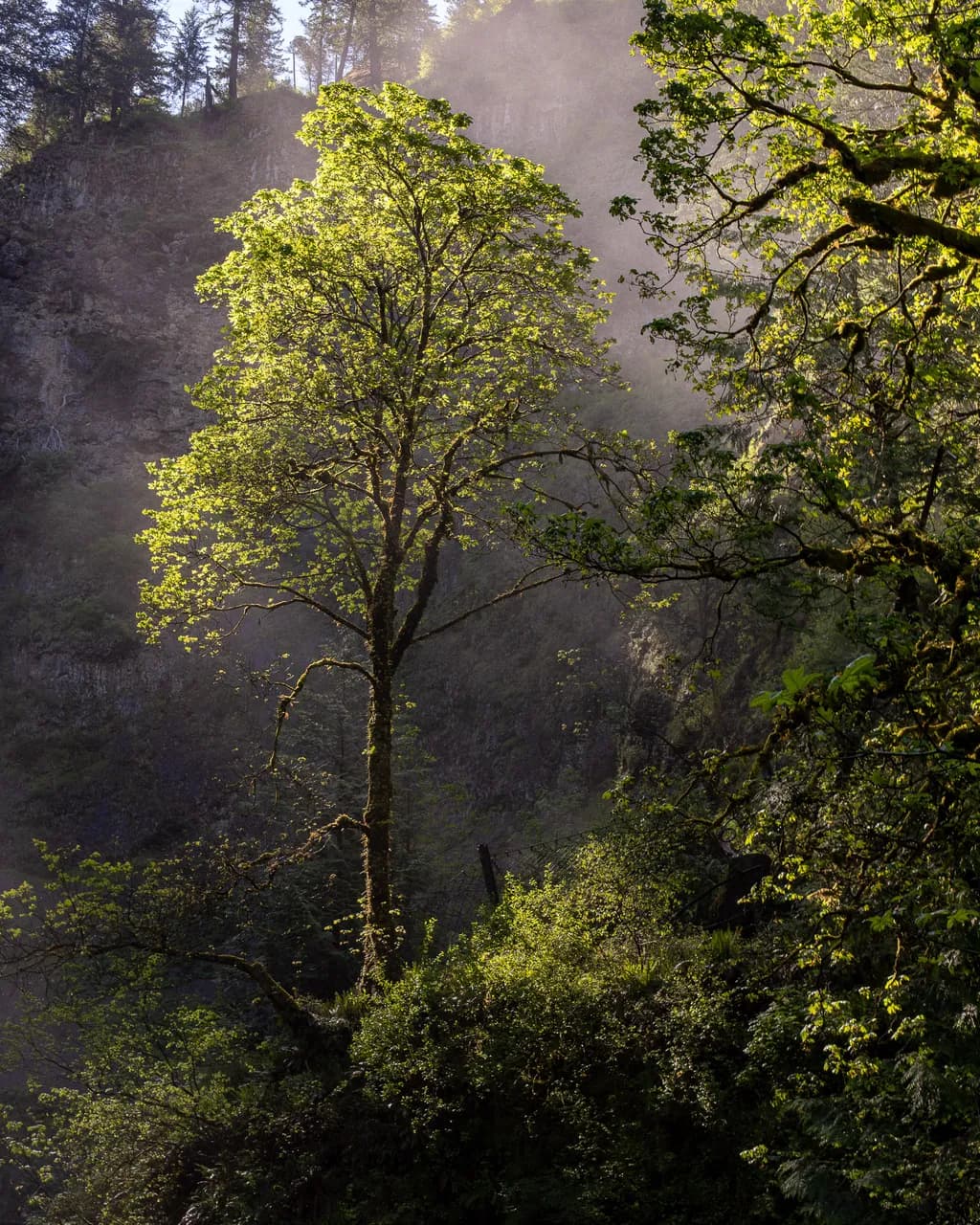 Quiet Light at Multnomah Falls