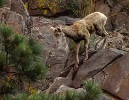 Big Horn Sheep - A Lamb on the Ledge