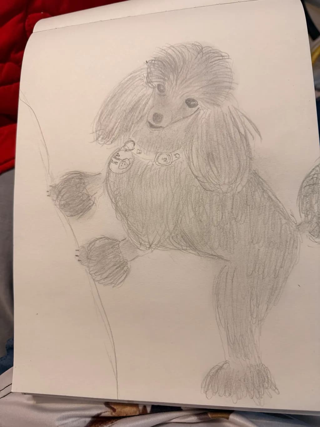 Fluffy Poodle Sketch
