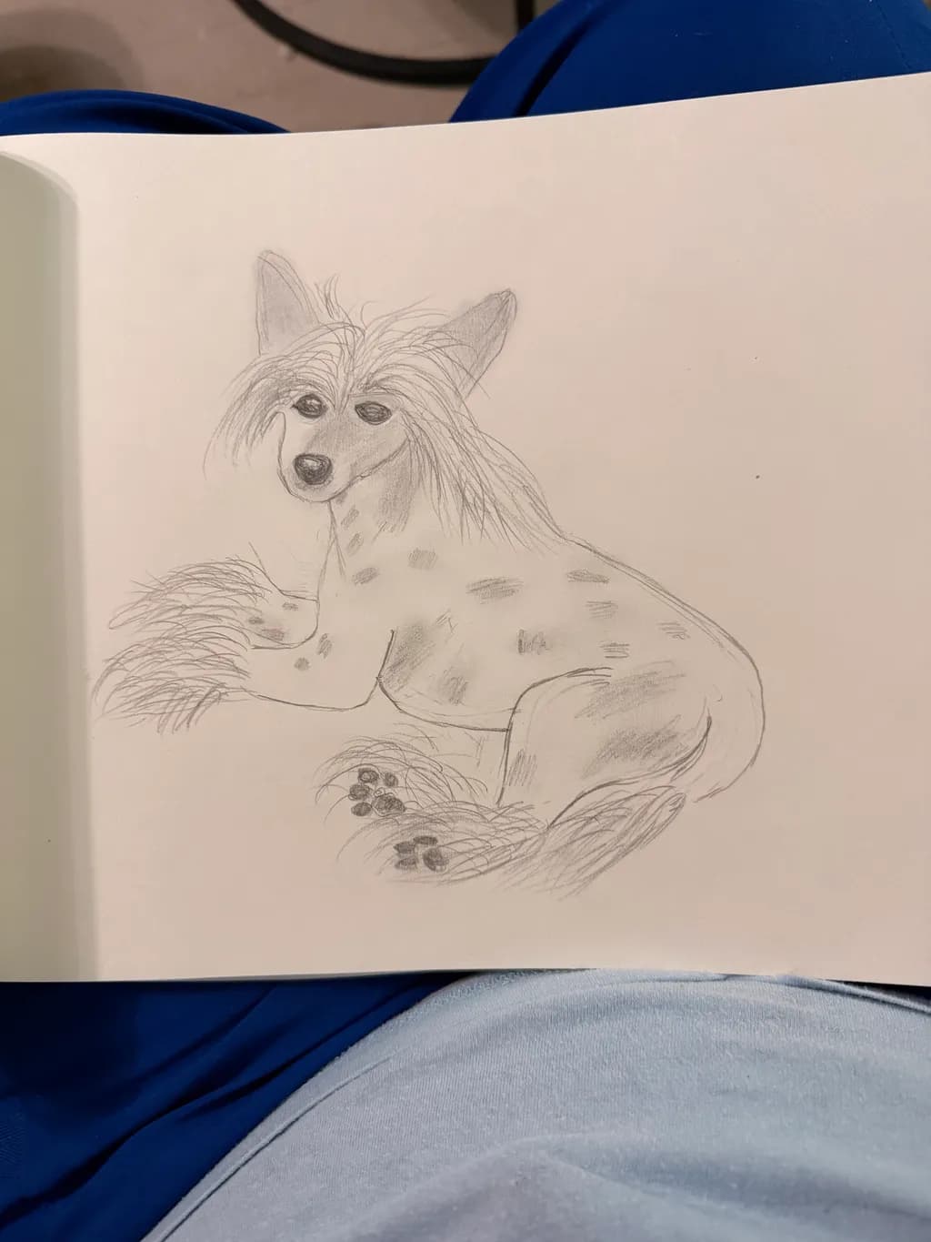 Resting Wolf Sketch
