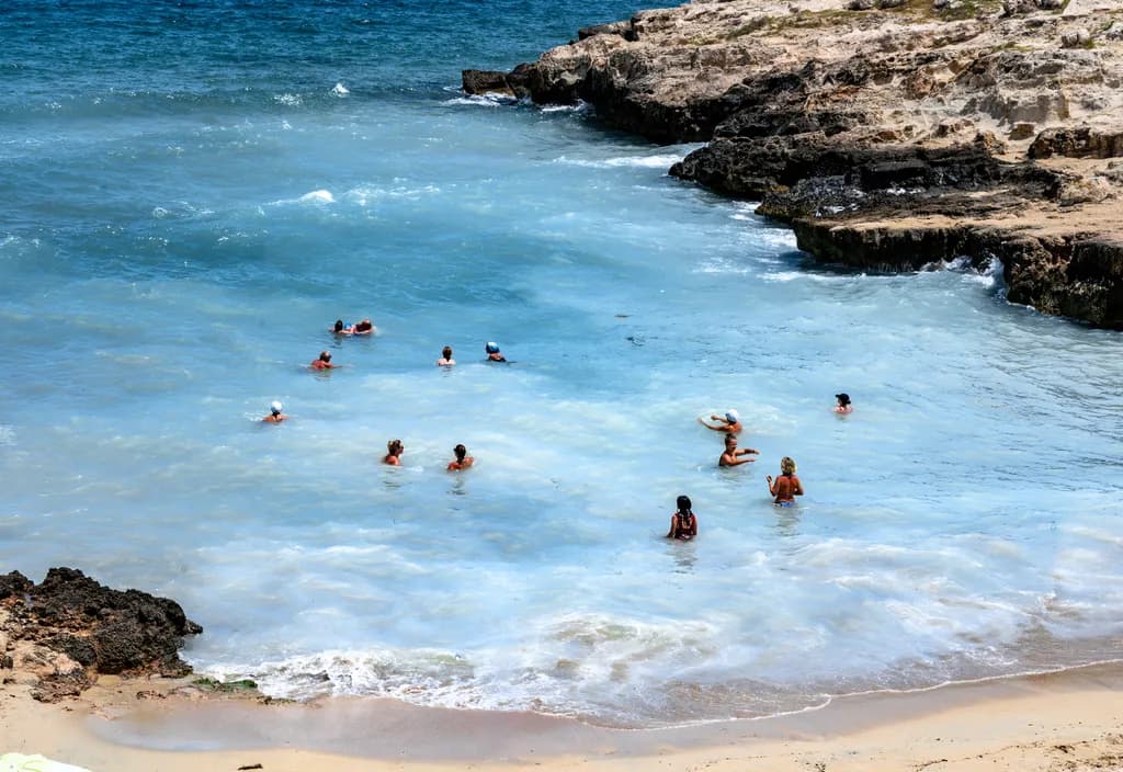 Turquoise Cove Swimmers