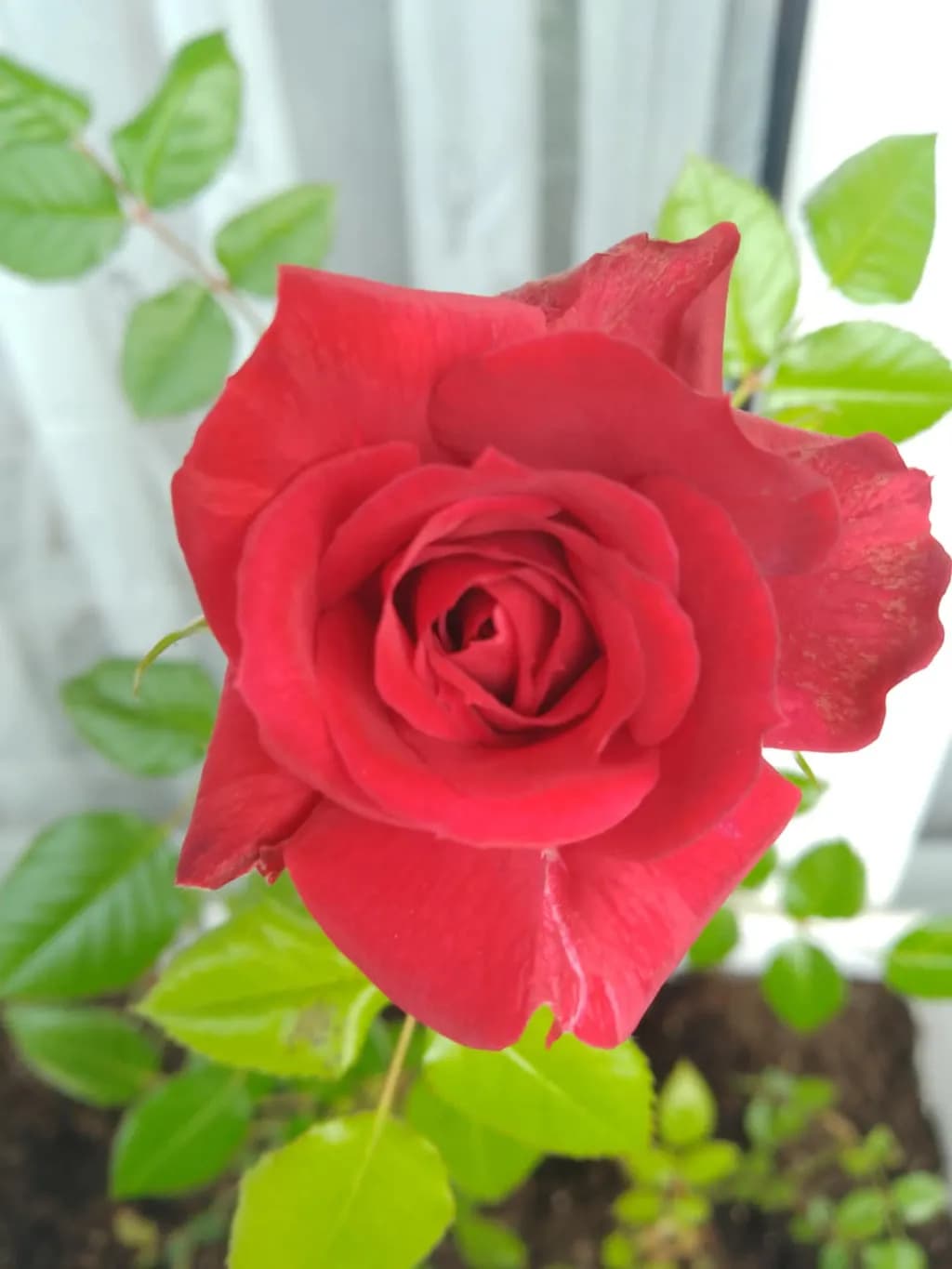 RED ROSE 