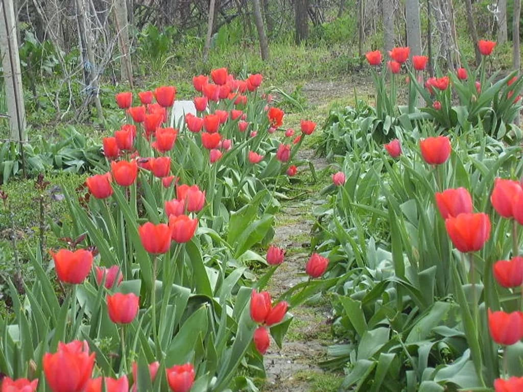 TULIPS OF GRANDMA