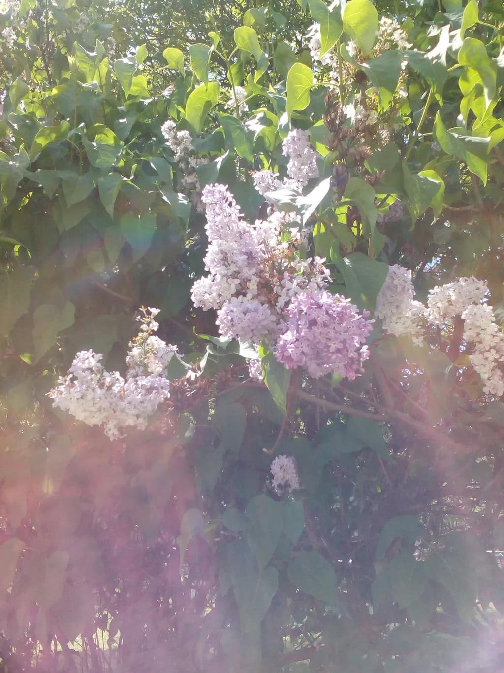 GRANDMA`S LILAC