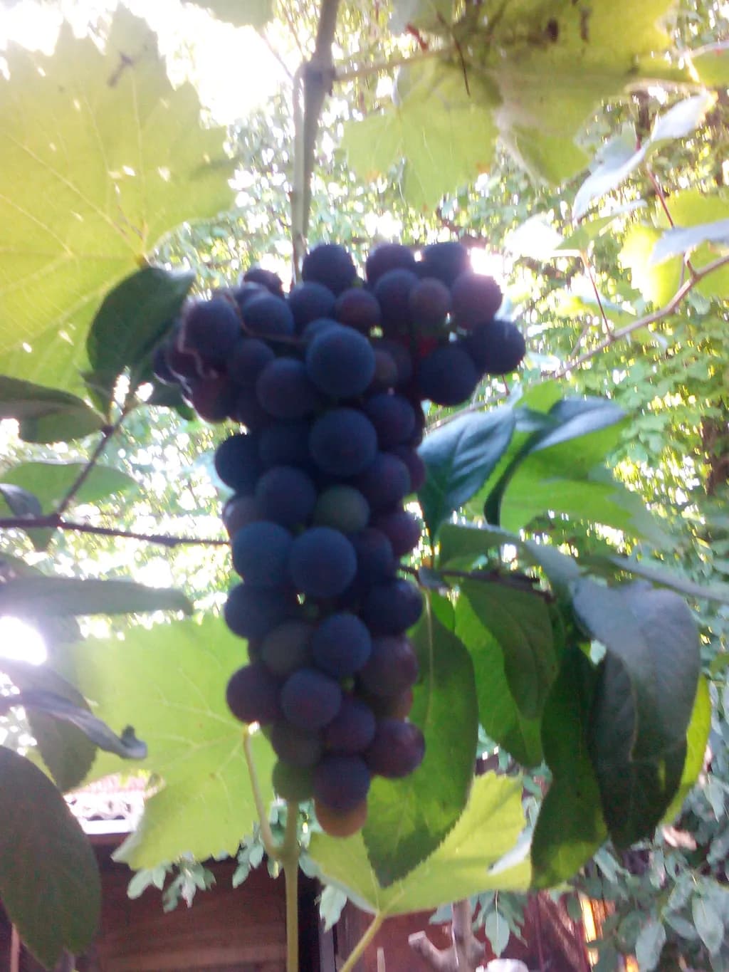 GRAPE 