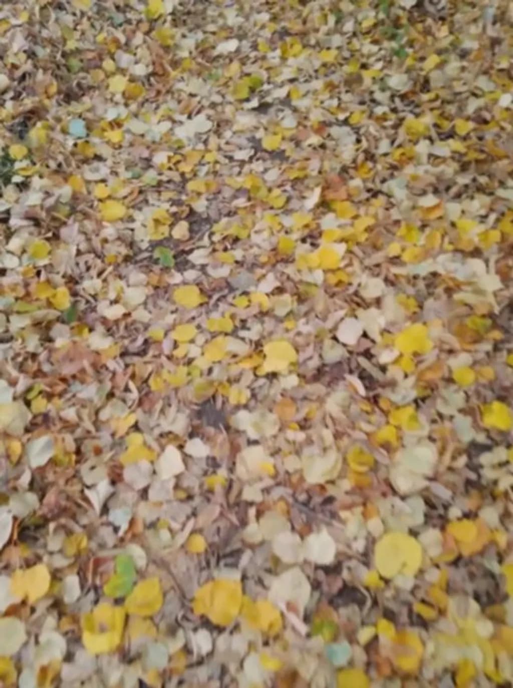 Autumn leaves 