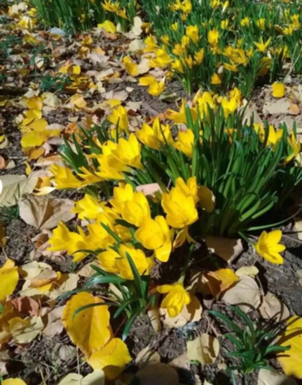 Golden  Autumn Crocuses