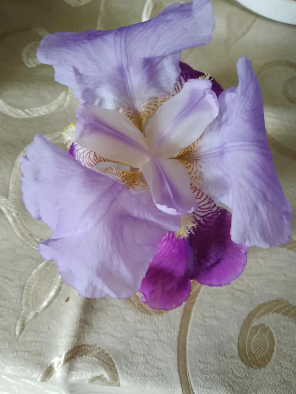 Lavender Iris Majesty