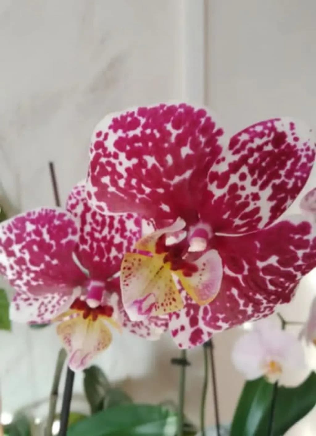 Spotted Orchid Bloom