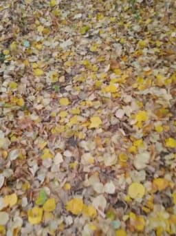 Autumn leaves 