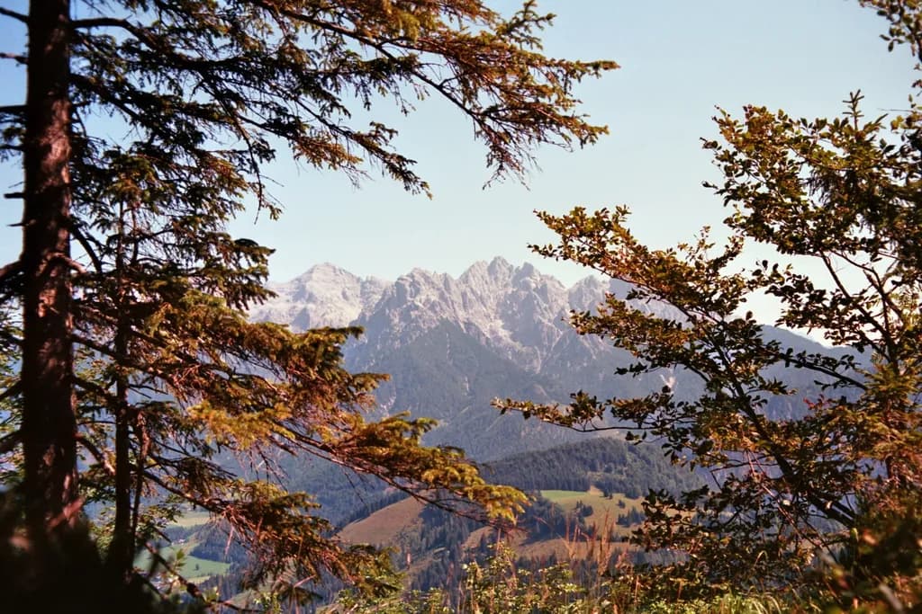 Mountain Forest View