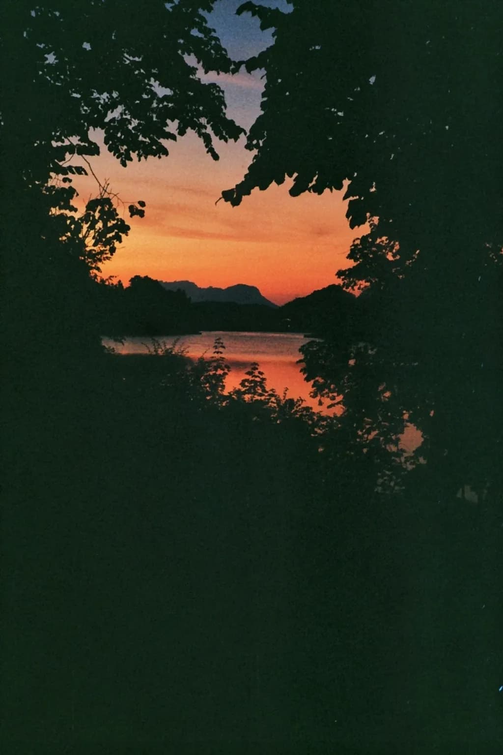 Sunset Through the Trees