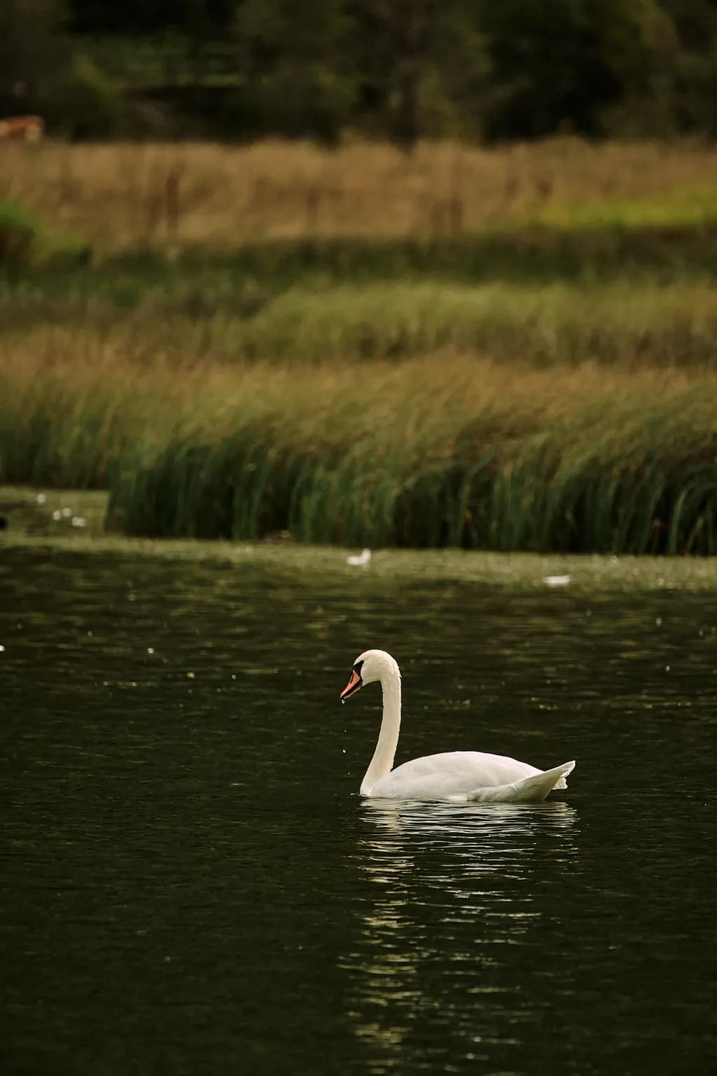 Swan on the Lake