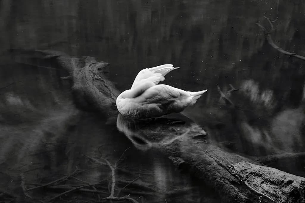 Swan on Driftwood