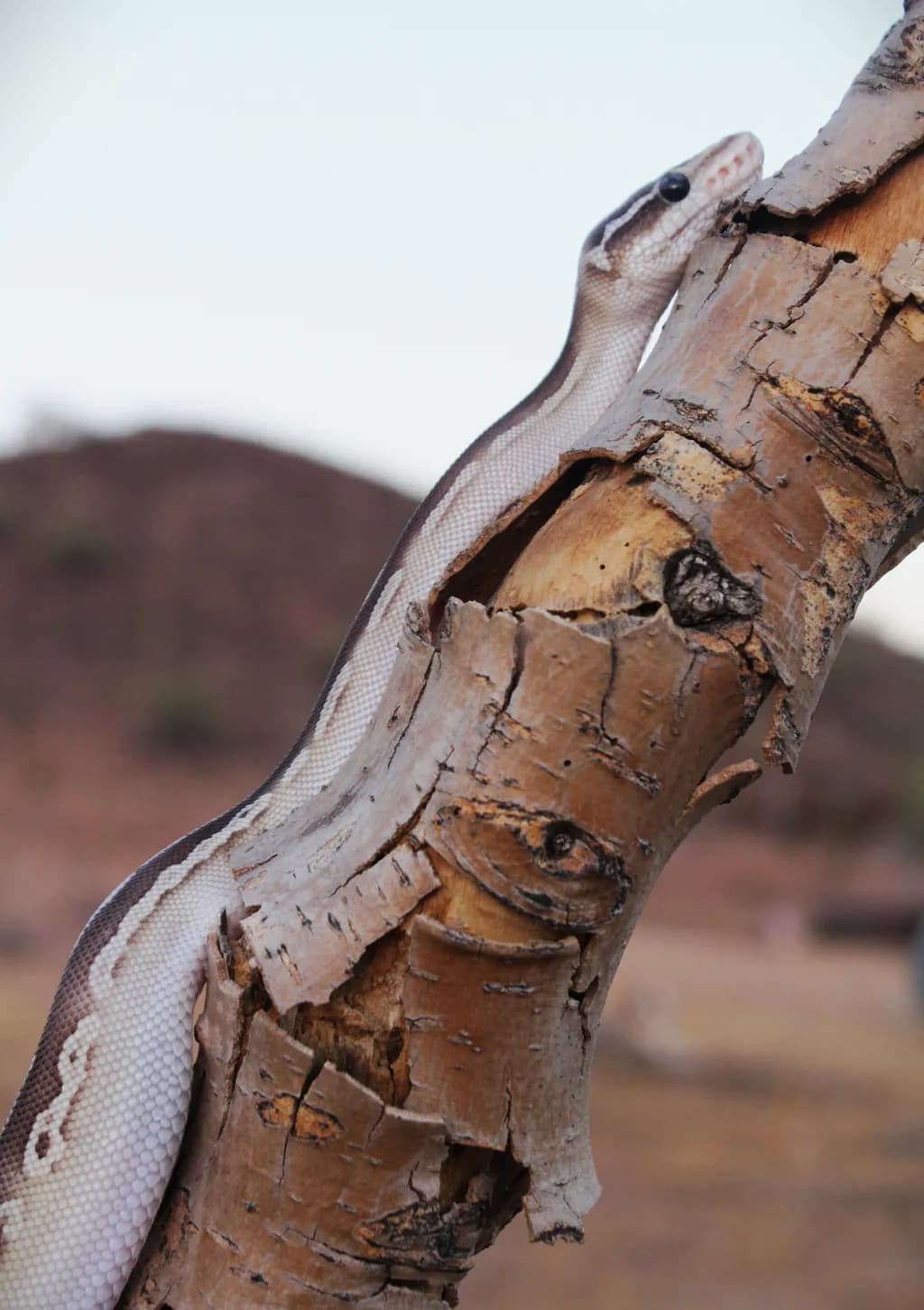 Snake on Birch Bark