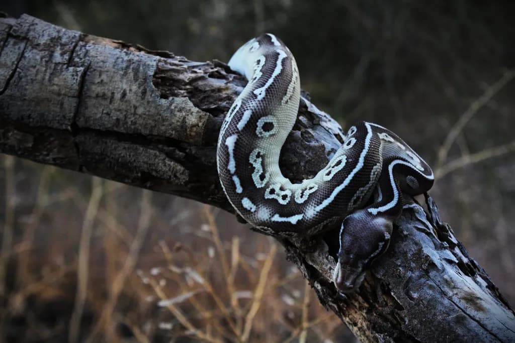 Python Coiled on Branch