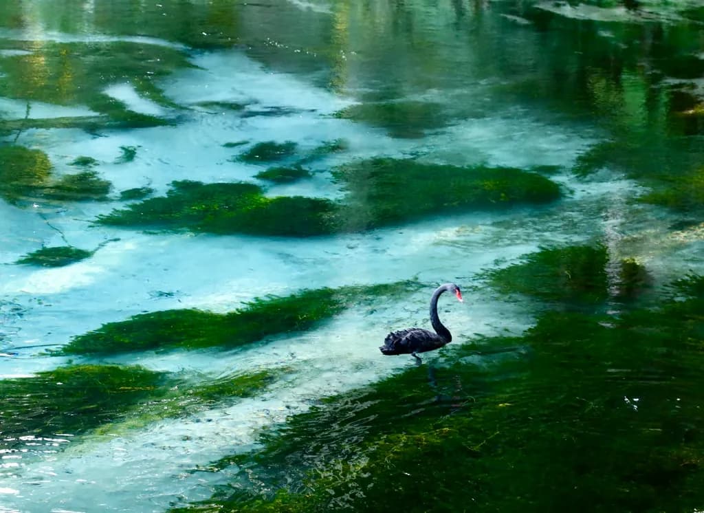 Black Swan Waters