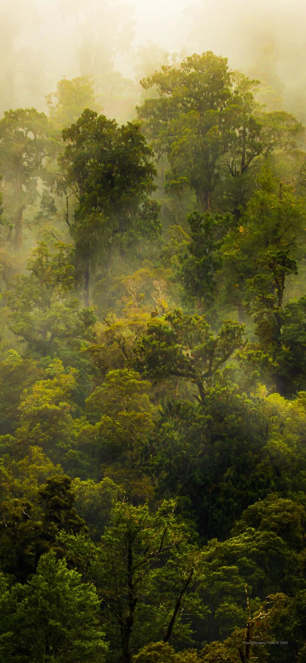 Buller Forest