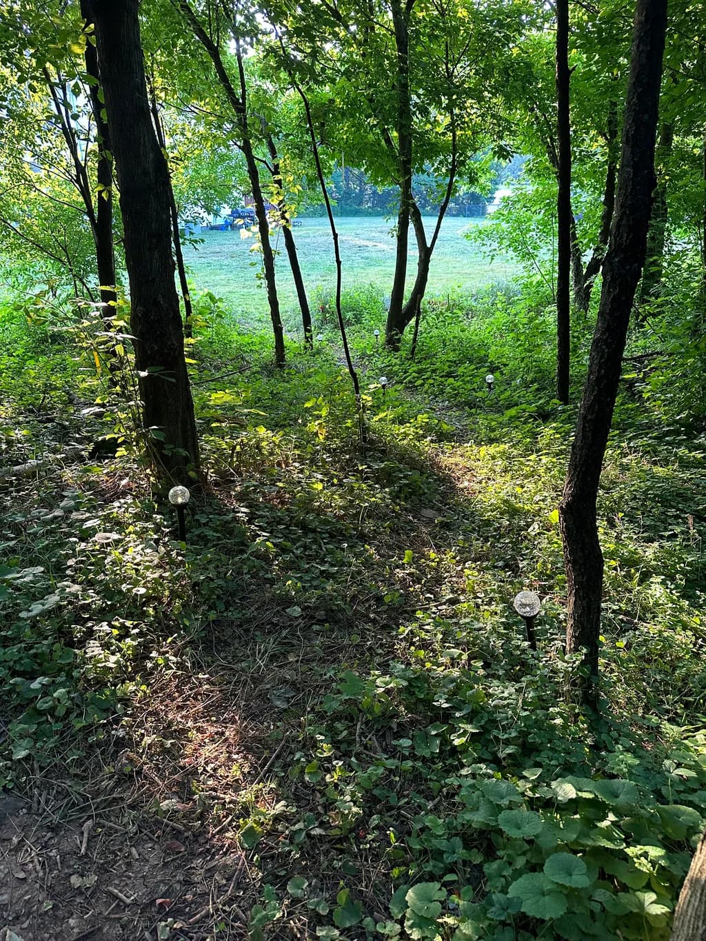 Sunlit Woodland Lakeside