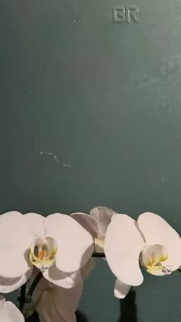Orchids Against Green