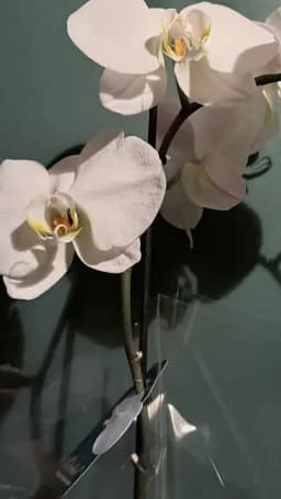White Orchid Study