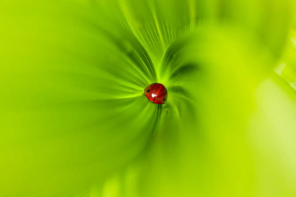 Crimson Dewburst