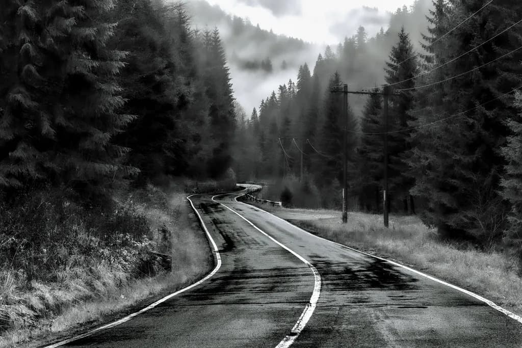 Misty Forest Road
