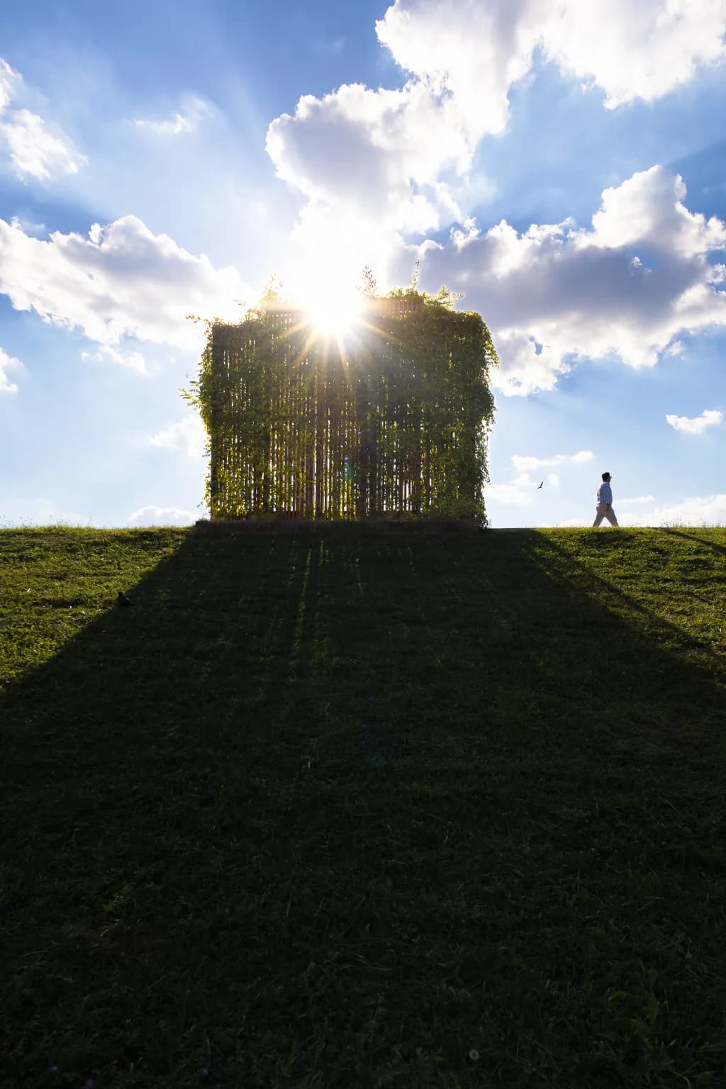 Sunlit Greenery Walk