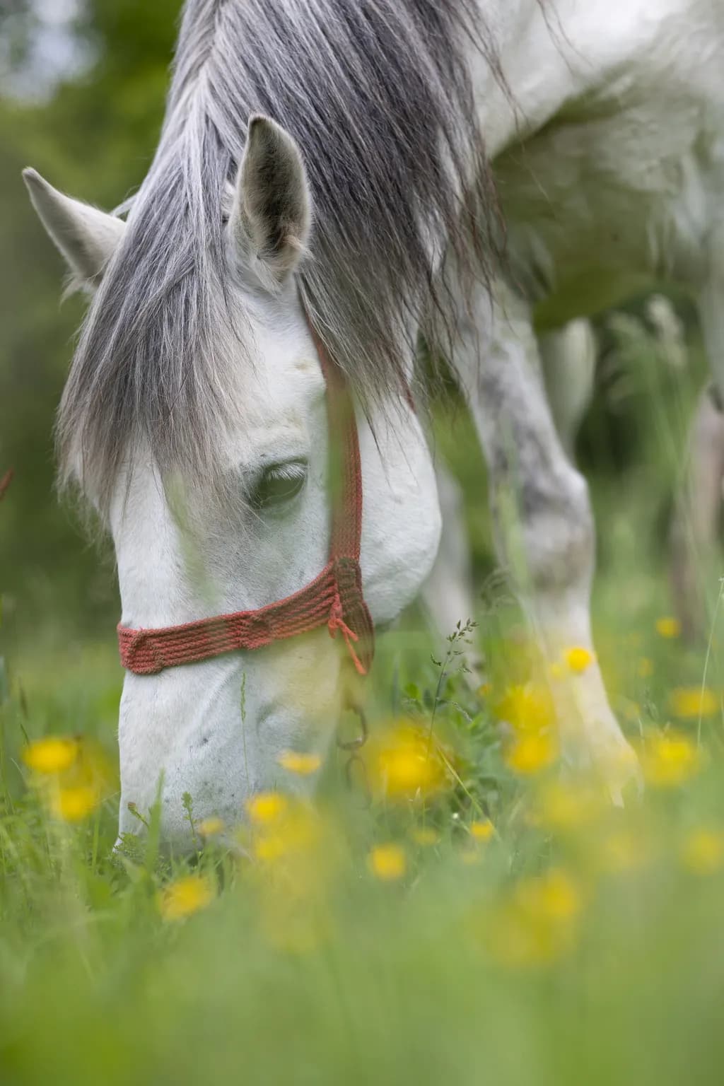 White Horse in Bloom