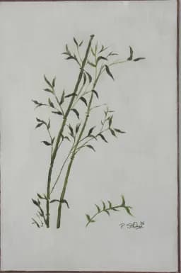 'Bamboo 1'