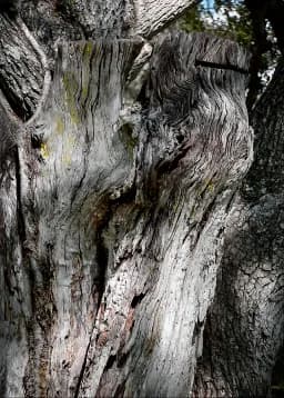 Lake Otting Tree
