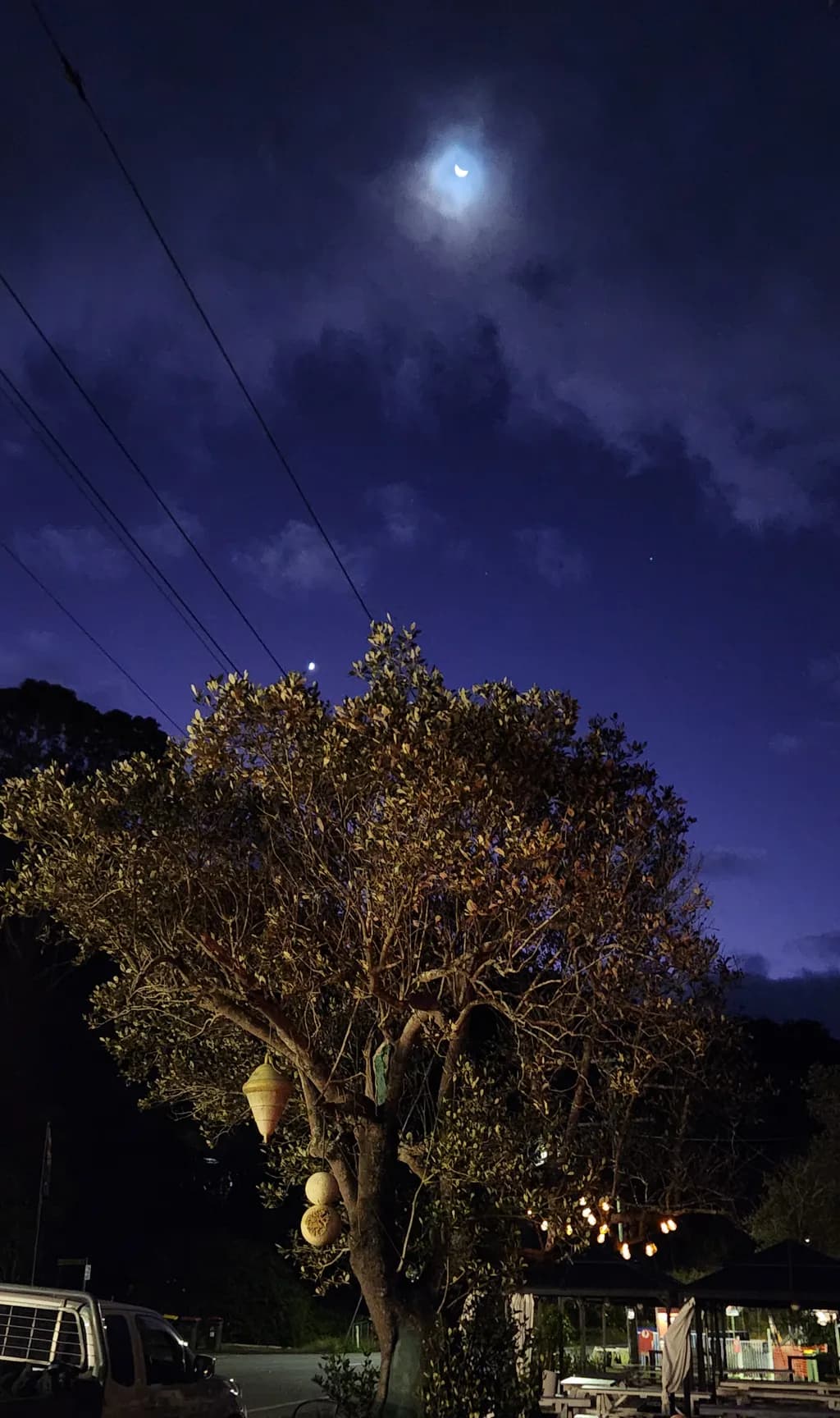 Moonlit Tree